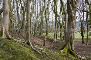 woods above fence 1.jpg